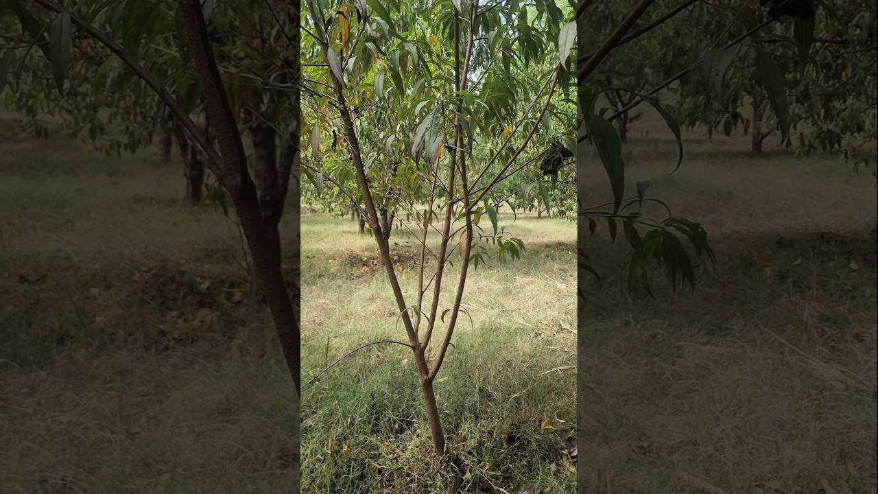 how to shape young peach tree 