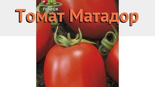 Матадор Томаты Характеристика И Фото