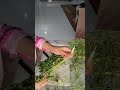 Live highlight