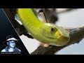 Green Mamba Stalking Behavior 01 Footage