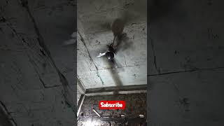 #shortvideo #balloon #funny #memes #comedy #gaming #balloondecoration #cute #art #facts