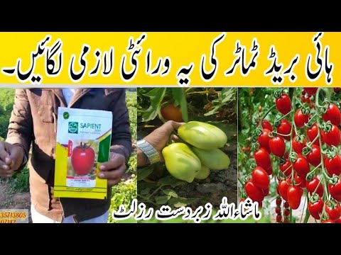 Video: Tomato Raja: variety description, characteristics, cultivation features, reviews