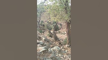 سورة القارعة بصوت القارئ ماهر المعيقلي #القرآن_الكريم #سبحان_الله #سبحان_الله_وبحمده #explore