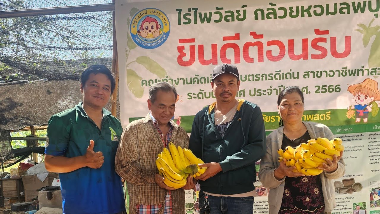 สร้างรายได้งามกว่า10ปี สวนกล้วยหอมคาเวนดิช ปลูกที่ไทยก็เครือใหญ่เหมือนอิสราเอล