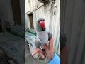 Indian Ringneck Talking Parrots #talkingparrot #parrot #shorts