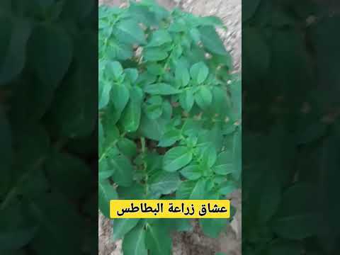 عشاق زراعة البطاطس
