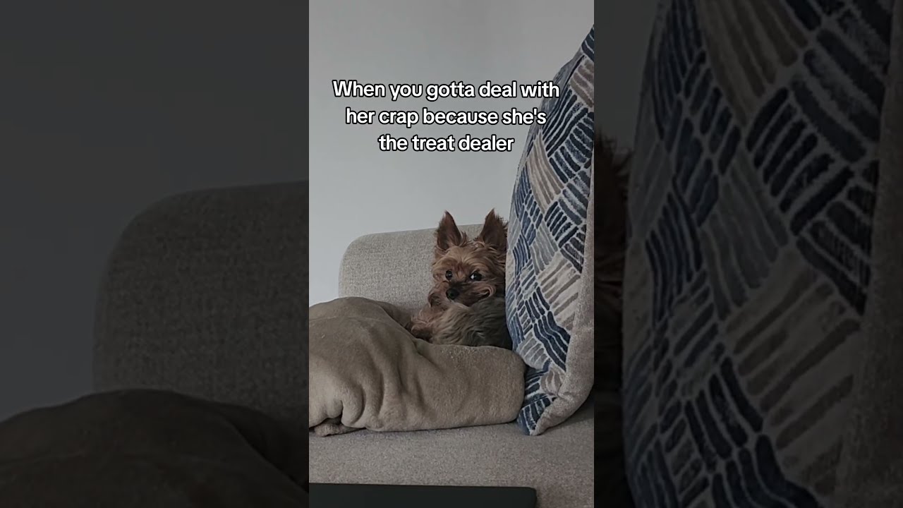 When You Gotta Put Up With Her Nonsense Dogreaction Puppy Cute Pets Yorkie Shortvideo Dog