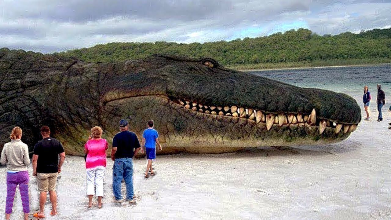 The 5 HEAVIEST ANIMALS on earth