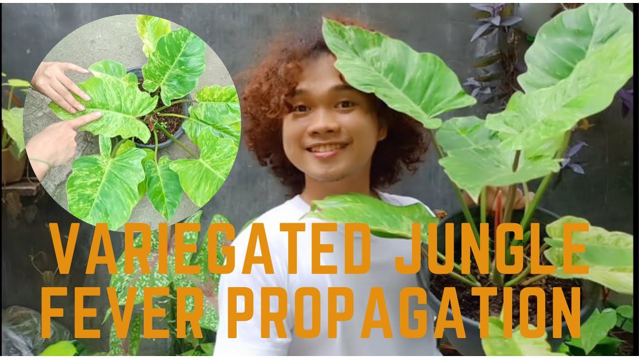 Propagating Philo. Variegated Jungle Fever (with updates) YouTube