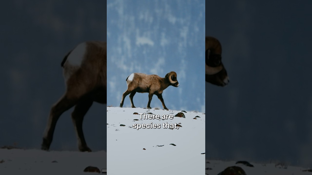Film backdrop image for Protecting Bighorn Sheep - Defender of the Wild ivancarter bighorn wildlife (2023)
