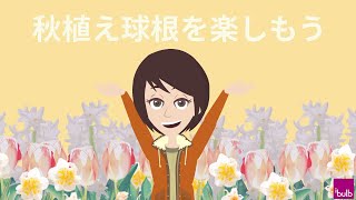 秋植え球根を楽しもう！　来年は寄せ植えに春の色を添えて