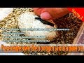 Разведение белогорлых варанов. Varanus albigularis breeding. Часть 2