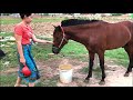 My Sister cleaning and feeding horse when she goes to home town
