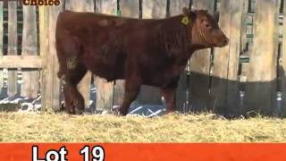 Lot 19 Cattleman's Choice 2011