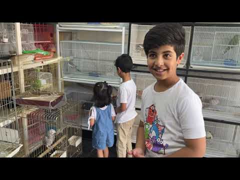 يامن قرر يشتري أرنب