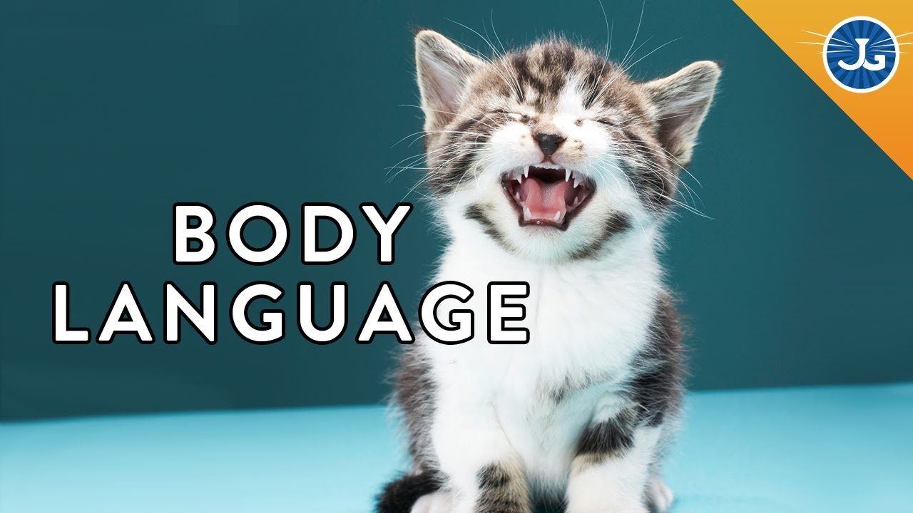 6 Things Your Cat Is Saying To You YouTube