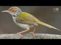 Burung prenjak lumut atau lancur masteran. masteran burung