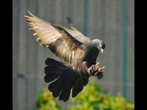 Самые лучшие голуби в мире 