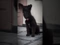 3 Month Old Black German Shepherd Puppy 🐾 | Perfect Growth, Structure & Energy Level 🔥