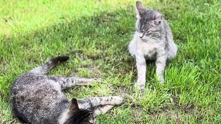 ❤️🐈 #catlovers #catlife #cat #кіт #funnyanimals #funnyanimals #cake #pisica #song by Our cute Cats - Наші милі Котики 96 views 8 days ago 1 minute, 25 seconds