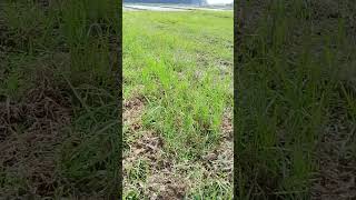 #peteni sawah lampung