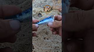 CEBO SARDINA MONTAJE TOP SURFCASTING 🔴