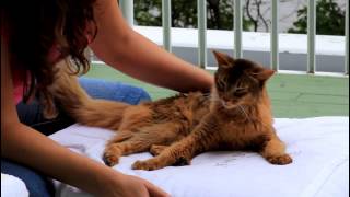 'Chacal' my irresistible & loving Somali Cat by qlaval 35,136 views 10 years ago 1 minute, 37 seconds