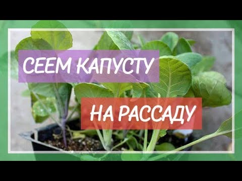 ПОСЕВ КАПУСТЫ НА РАССАДУ 2018. САЖАЕМ БЕЛОКОЧАННУЮ И ЦВЕТНУЮ!