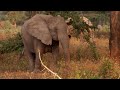 Cuestionario sobre Elefantes de Gorongosa
