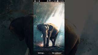 live elephant wallpaper screenshot 2