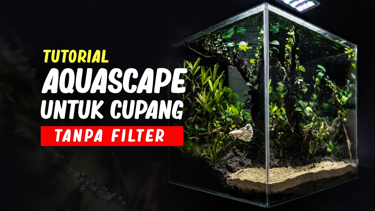 Cara Membuat Aquascape Cupang Tanpa Filter dan CO2 YouTube