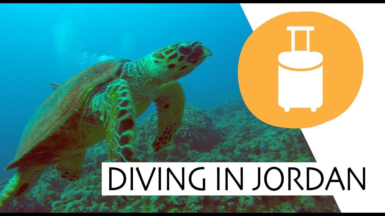 Jordan diving with turtles in Aqaba YouTube