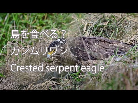 【鳥を食べる？】カンムリワシ Crested serpent eagle
