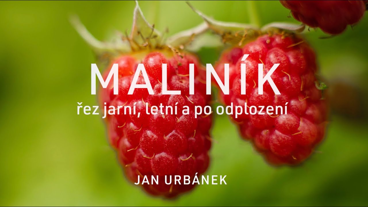 MALINÍK - jak mít bohatou úrodu malin
