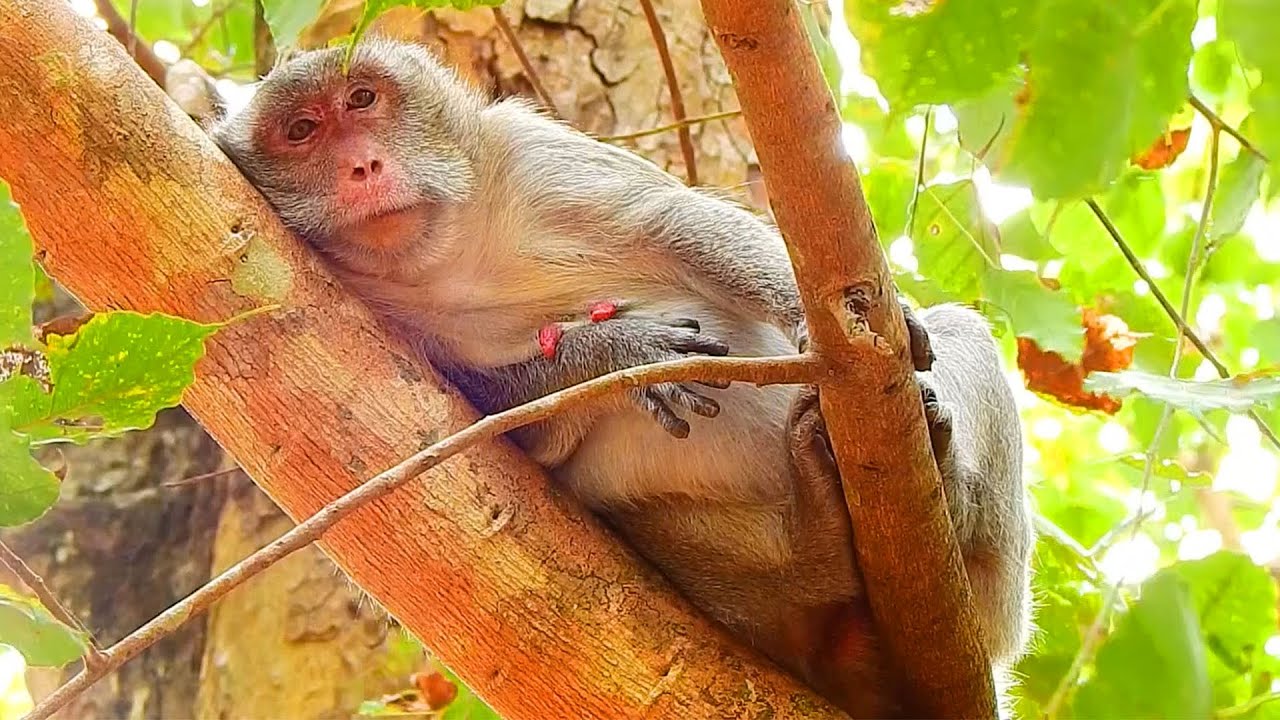 Monkey Jane still waiting for the day to give a newborn baby birth cos she hurt her Belly everyday