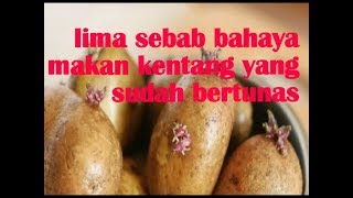 5 sebab bahaya makan kentang yang sudah bertunas