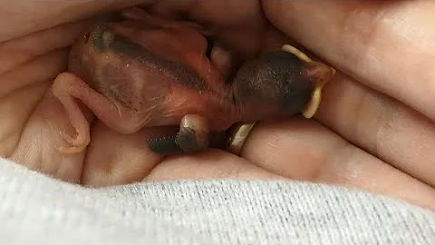 Quelle Est La Nourriture Des Moineaux Quelle Est La Nourriture Des Moineaux