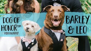 Rescue Dogs Walk Down The Aisle In Their Humans' Epic California Wedding | FairyTail Pet Care