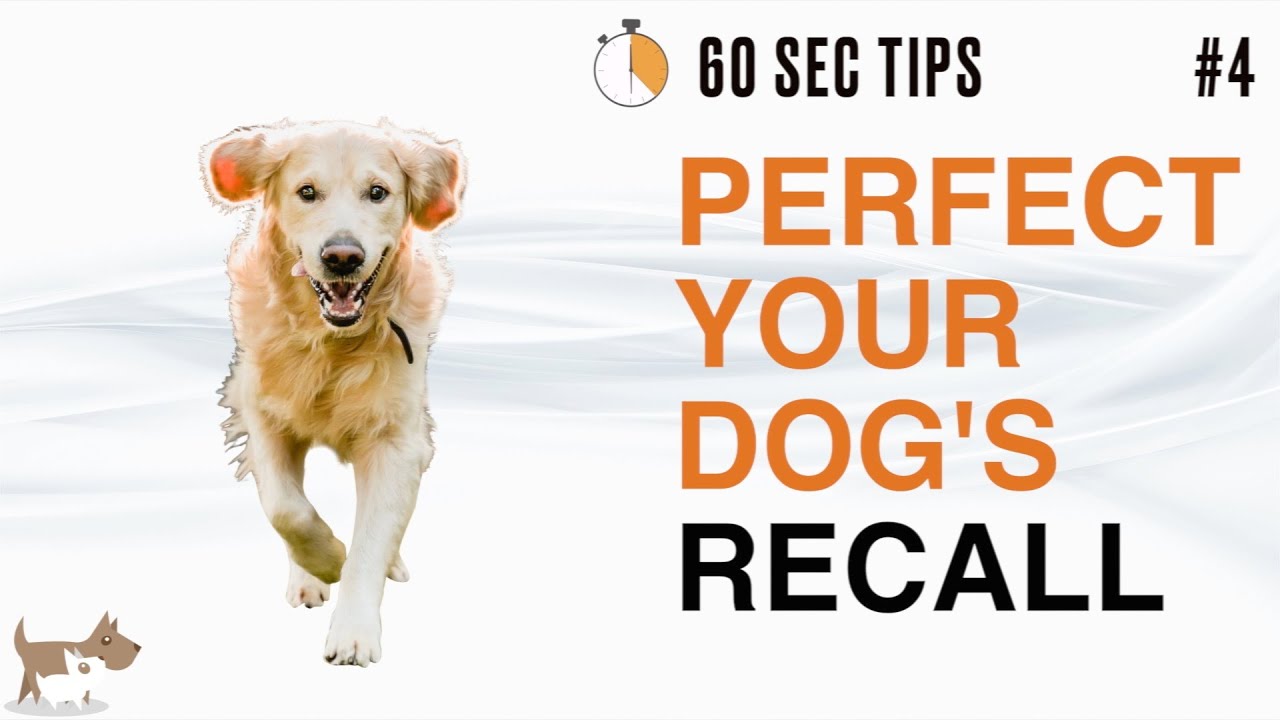 How Do You Get Your Dog To Come When Called