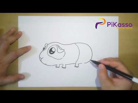 Cute Guinea Pig