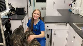 Meet Dr. Lisa Wirth of Arizona Veterinary Ambulance, Mobile Vet Clinic for the Tucson Area