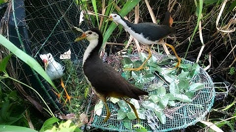 Best Bird Trap Using Simple Materials #birdtrappro