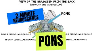 2-Minute Neuroscience: Pons