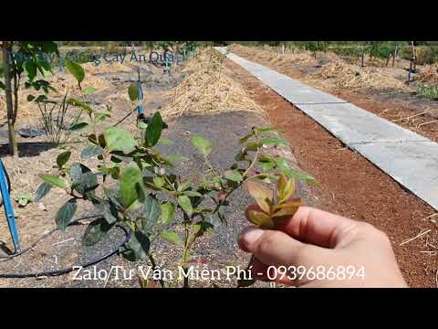 Video Kỷ thuật trồng việt quất tại Việt Nam @DÂU TÂY - GIỐNG... - youtube