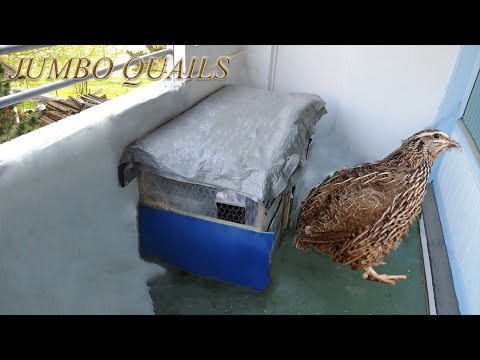 Video: Kylling, Vaktel, And - Så Forskjellige Egg