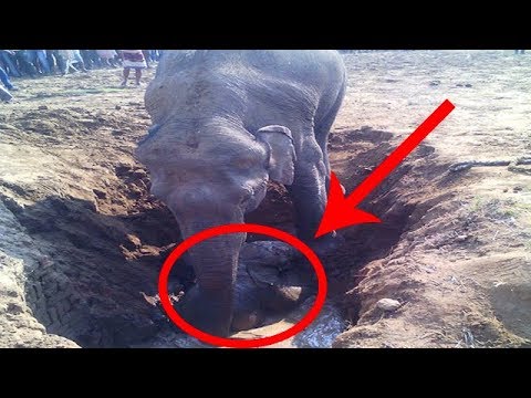 11 часов подряд слониха рыла яму. Причина ее поведения поразила всех!
