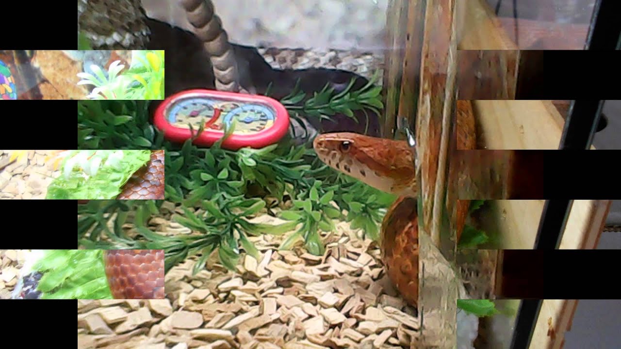 reptiles concept Mon diaporama