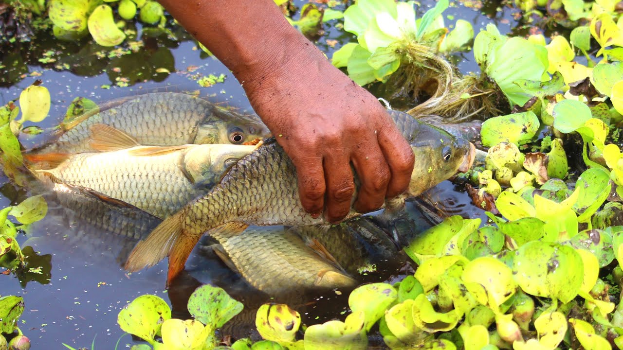 Unbelievable Hand Fishing Video 2024। Traditional Boyes Catching Fish in  River 