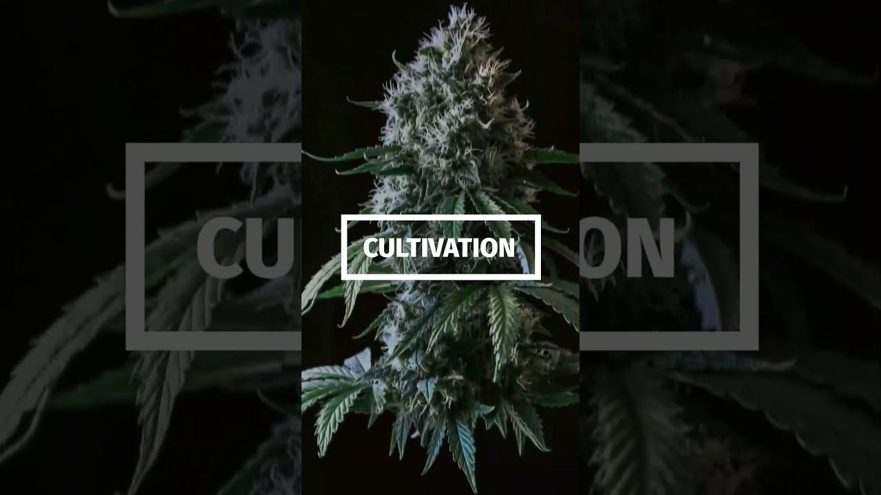 Grow Strong Cup Cultivation Masterclass Real Growers Real Advice WOW Arizona!