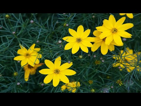 Video: Coreopsis Färbt. Durchbrochenes Wunder